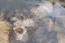 Le bain des grenouilles