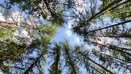 Sieste sous les mélèzes